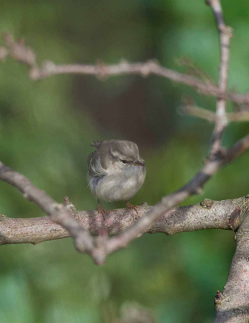 HumesLeafWarbler190118-1