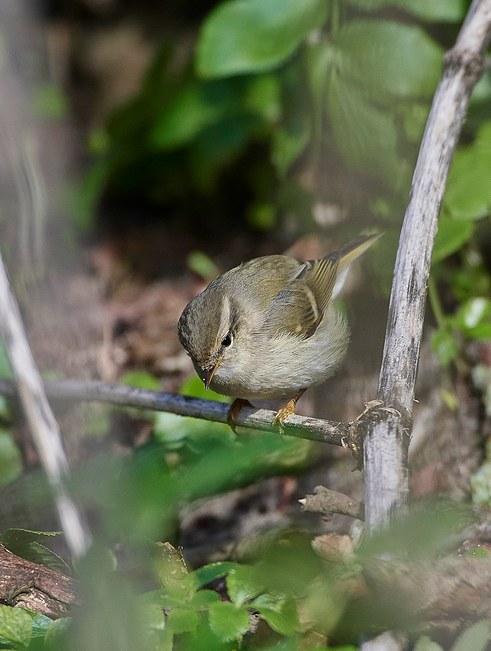 HumesLeafWarbler190118-10