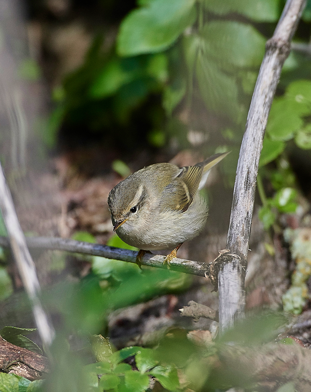 HumesLeafWarbler190118-11