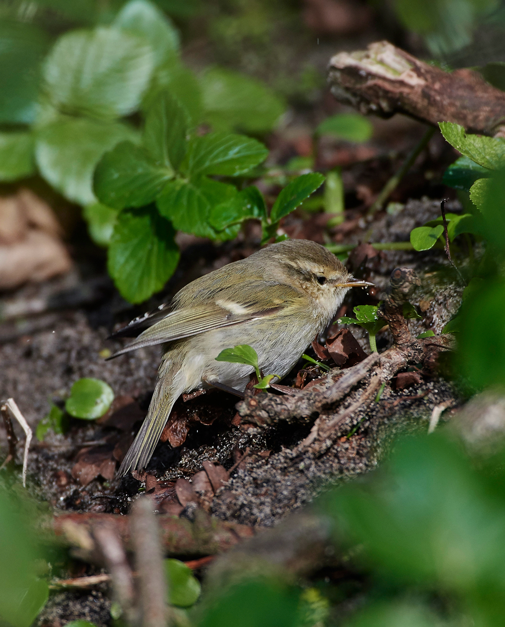 HumesLeafWarbler190118-12