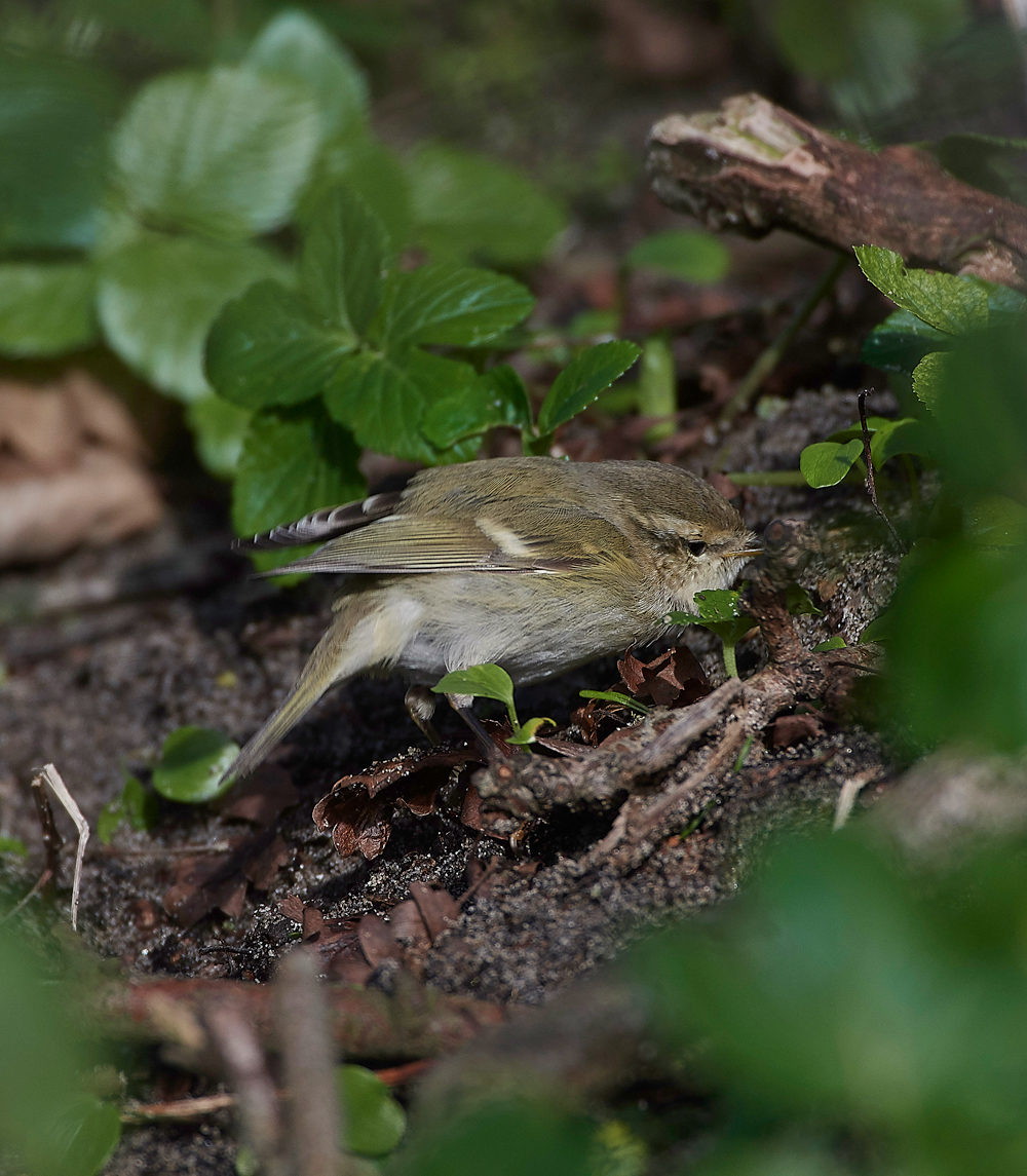 HumesLeafWarbler190118-13