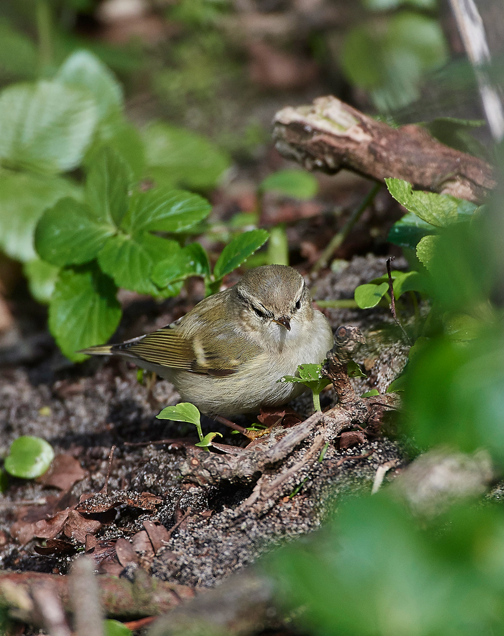 HumesLeafWarbler190118-14