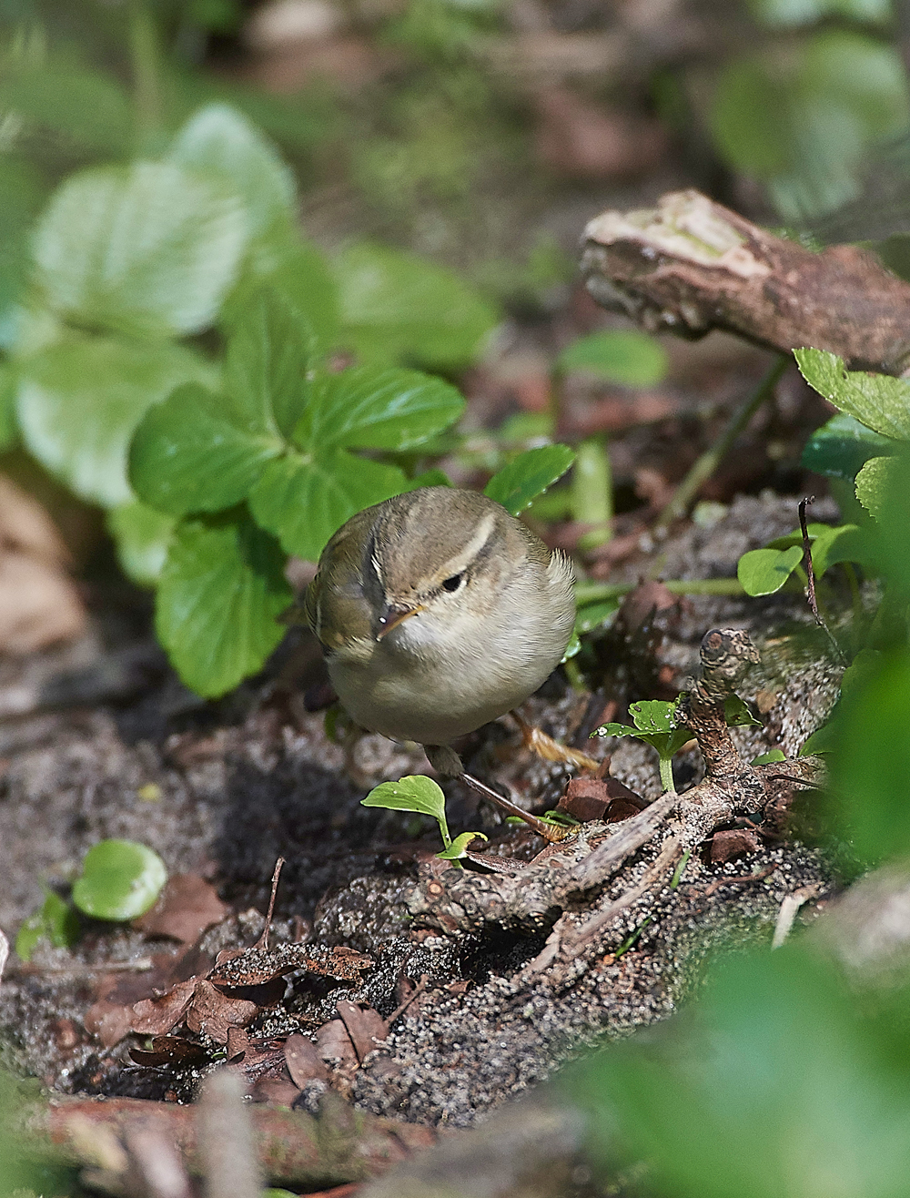 HumesLeafWarbler190118-16