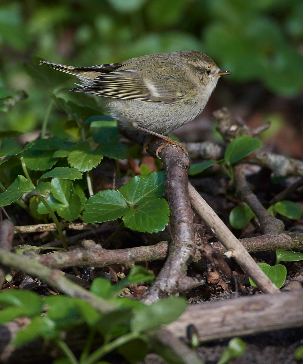 HumesLeafWarbler190118-19