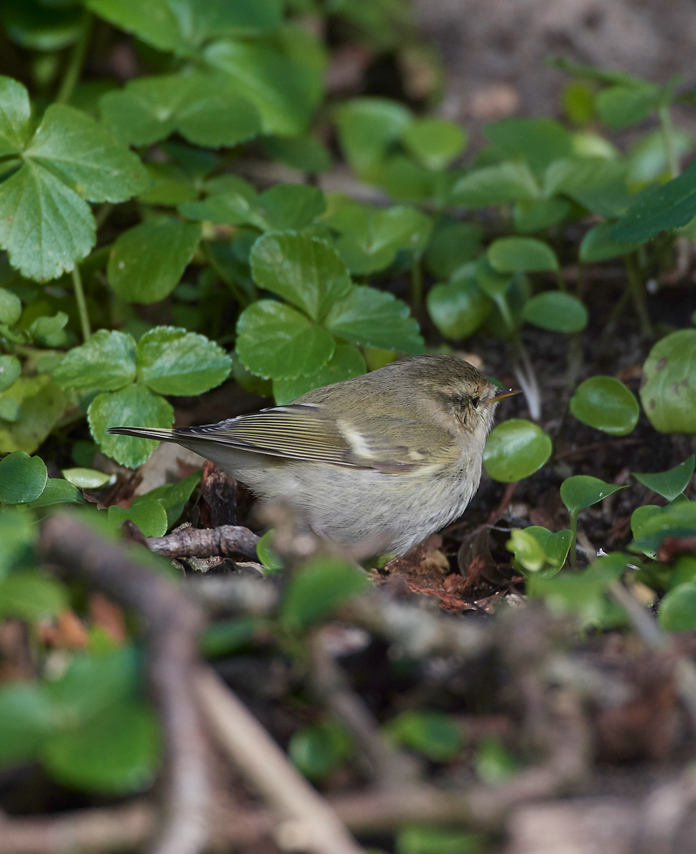 HumesLeafWarbler190118-2