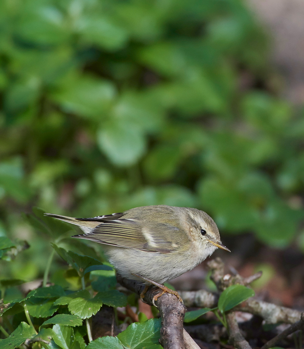 HumesLeafWarbler190118-22