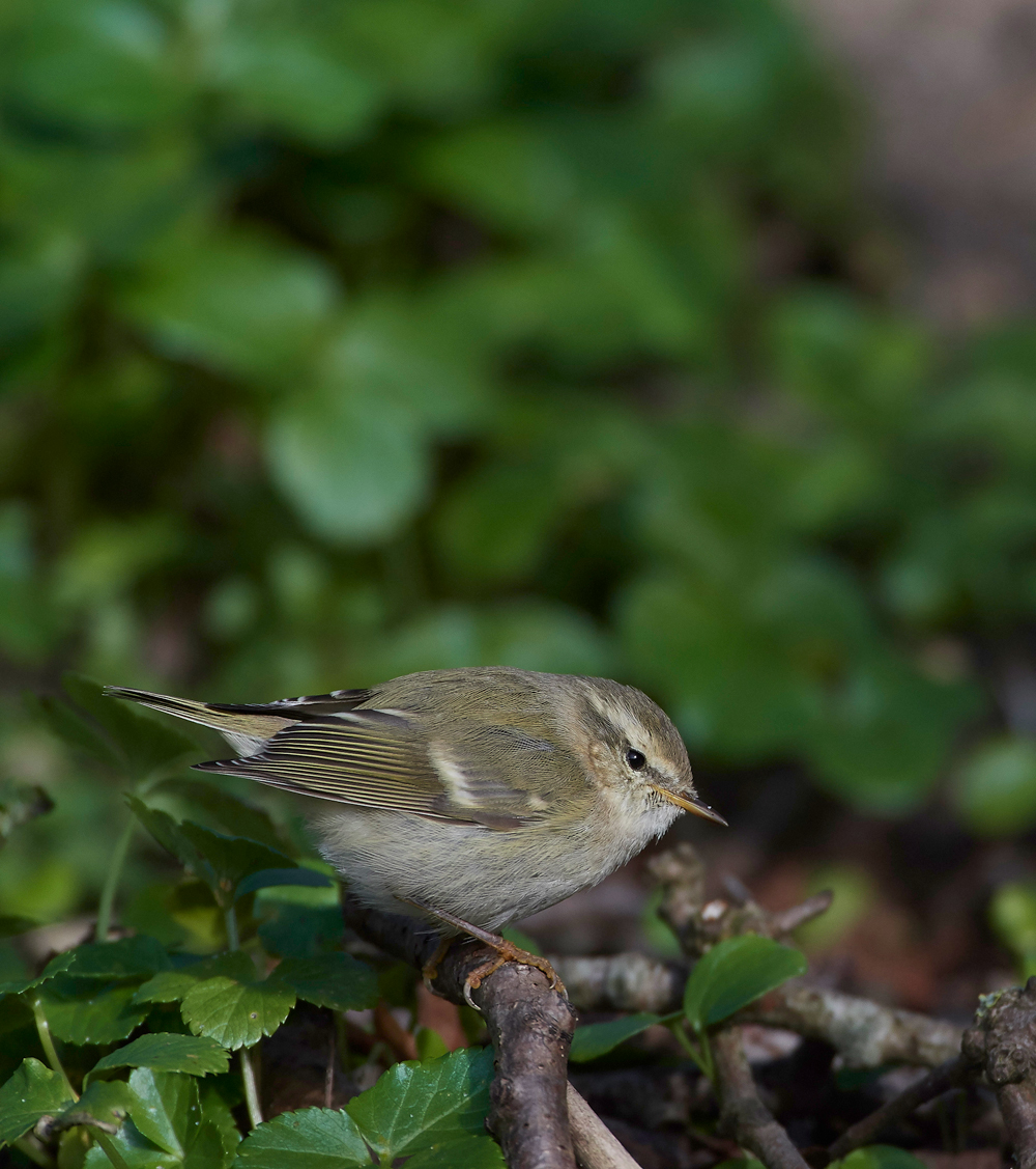 HumesLeafWarbler190118-23