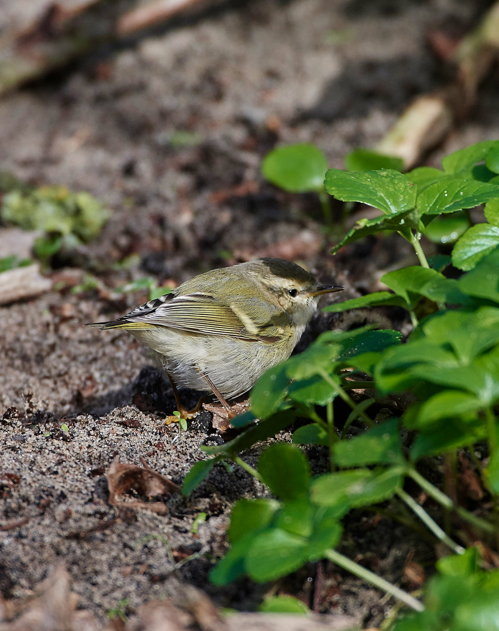 HumesLeafWarbler190118-26