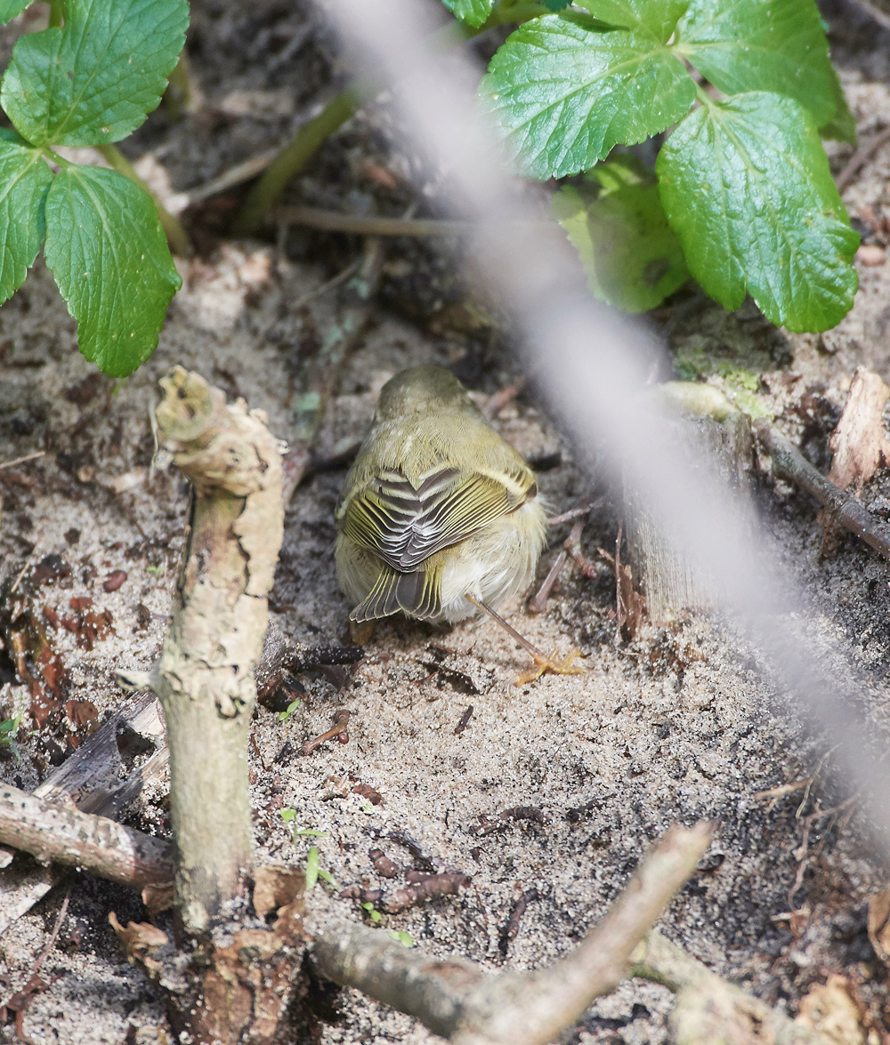 HumesLeafWarbler190118-27