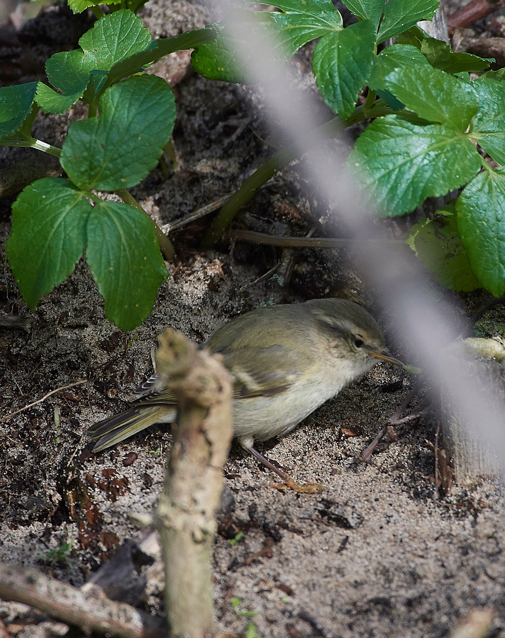 HumesLeafWarbler190118-29