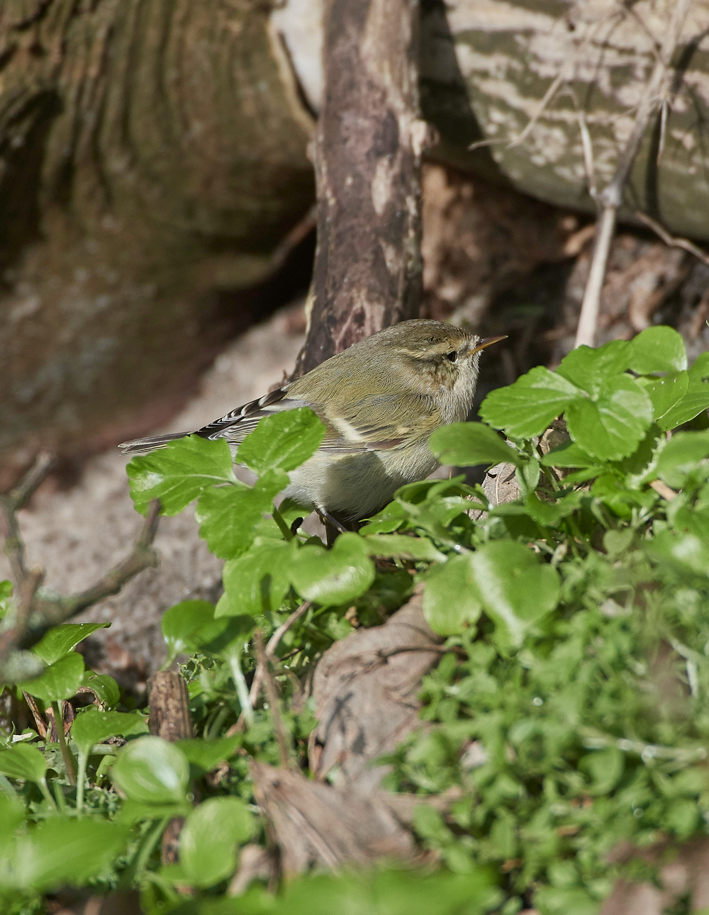 HumesLeafWarbler190118-3