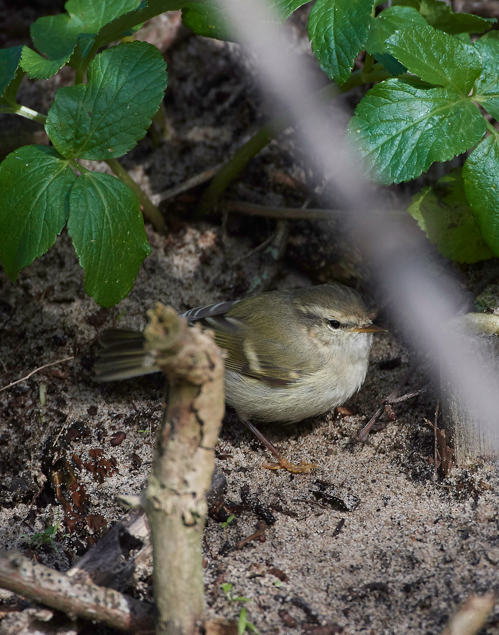 HumesLeafWarbler190118-30