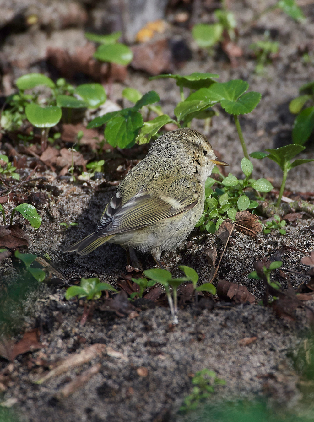 HumesLeafWarbler190118-31