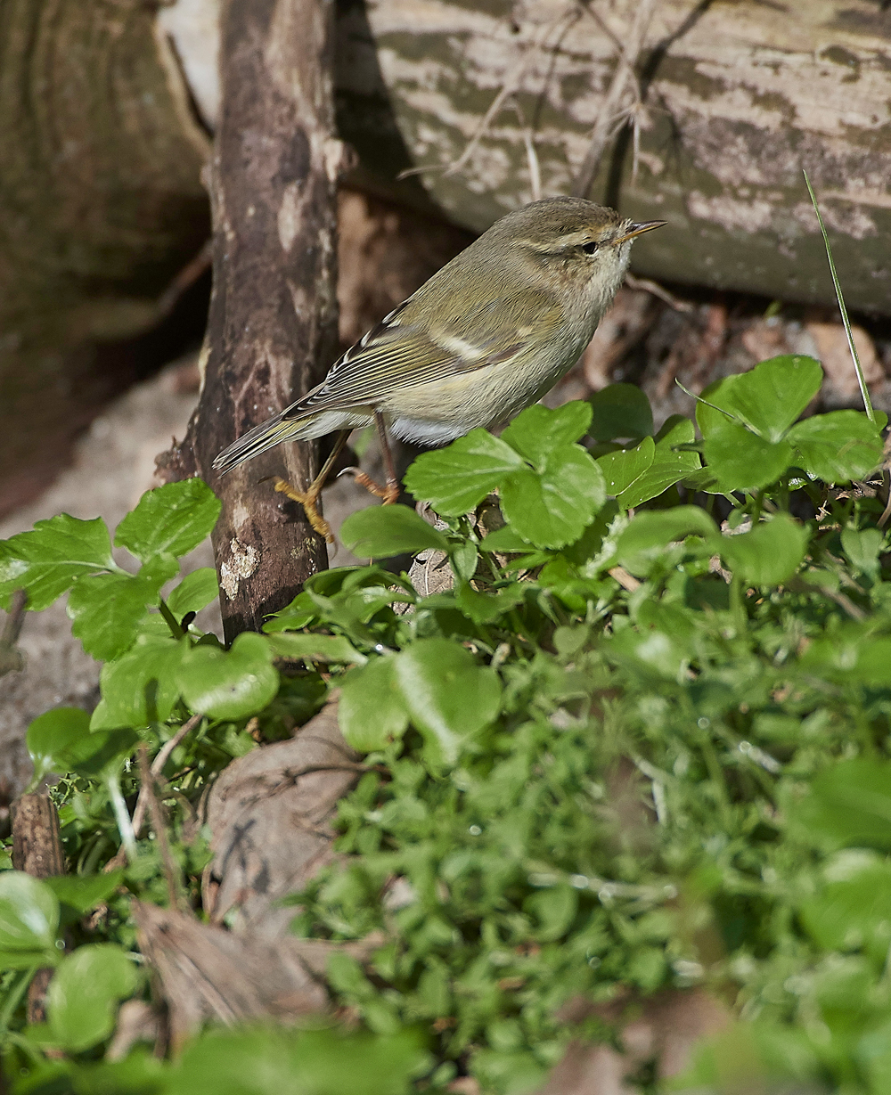 HumesLeafWarbler190118-4