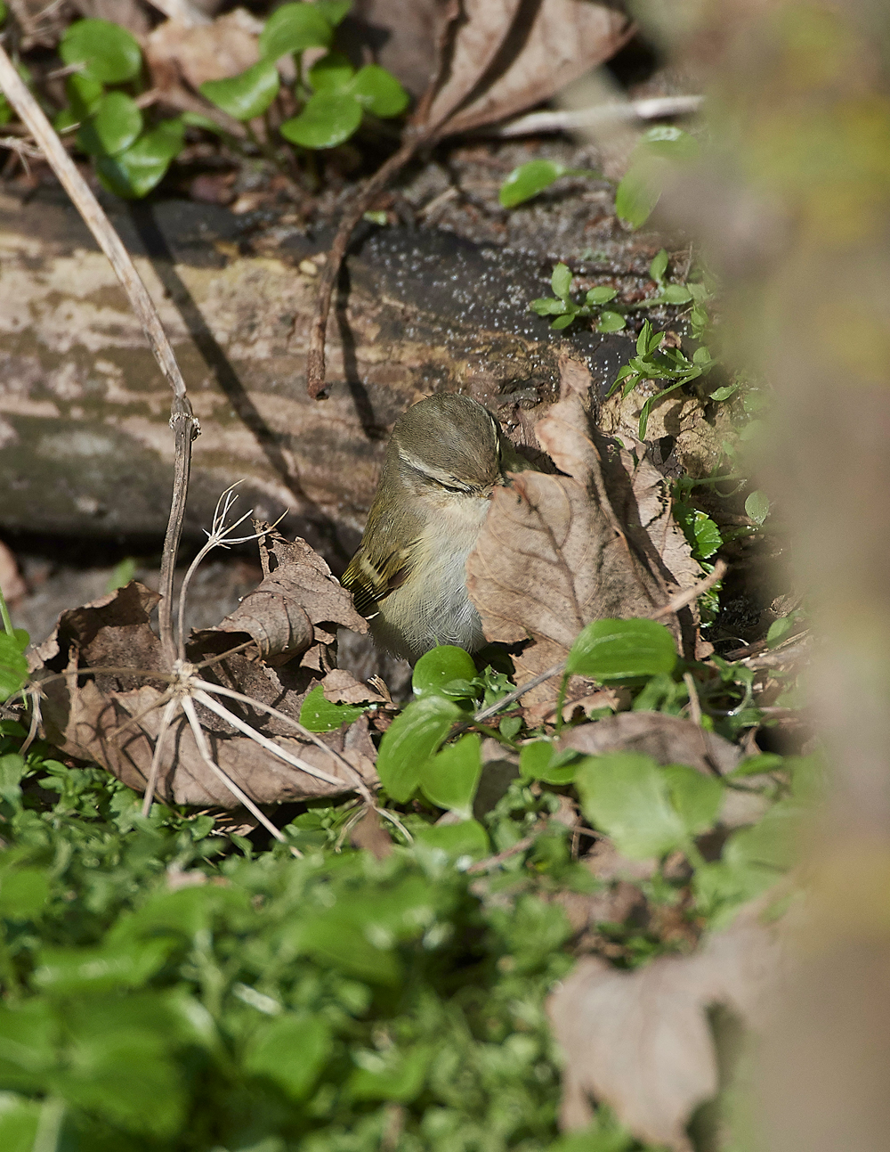 HumesLeafWarbler190118-5