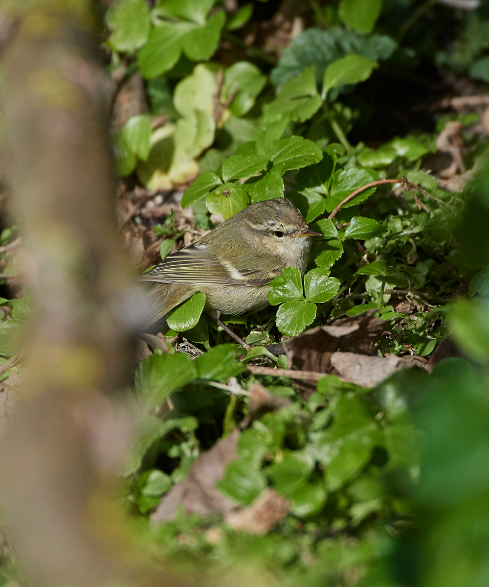 HumesLeafWarbler190118-6