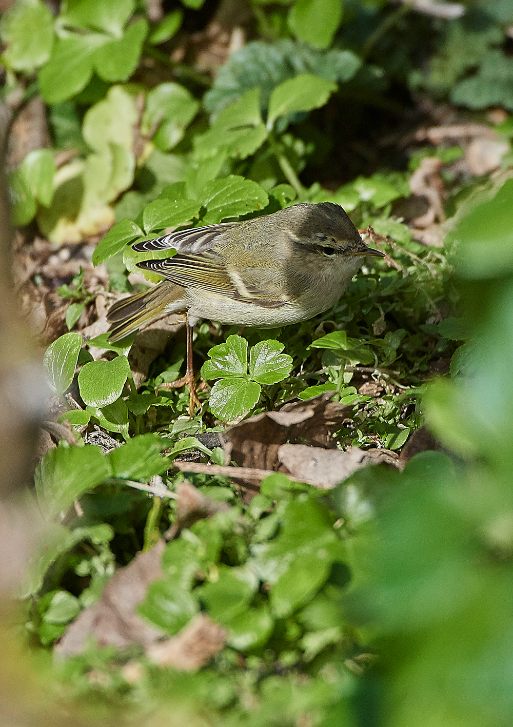 HumesLeafWarbler190118-7