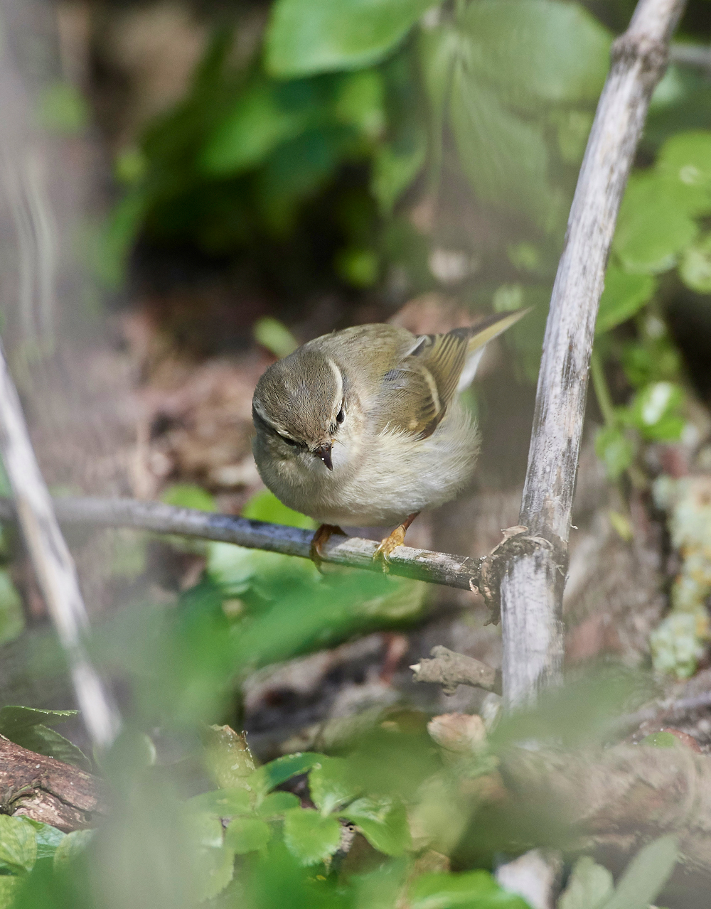 HumesLeafWarbler190118-8