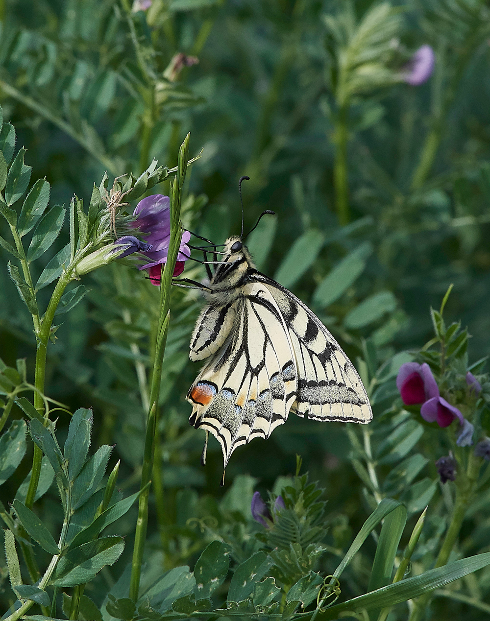 LachaniaSwallowtail0418-1