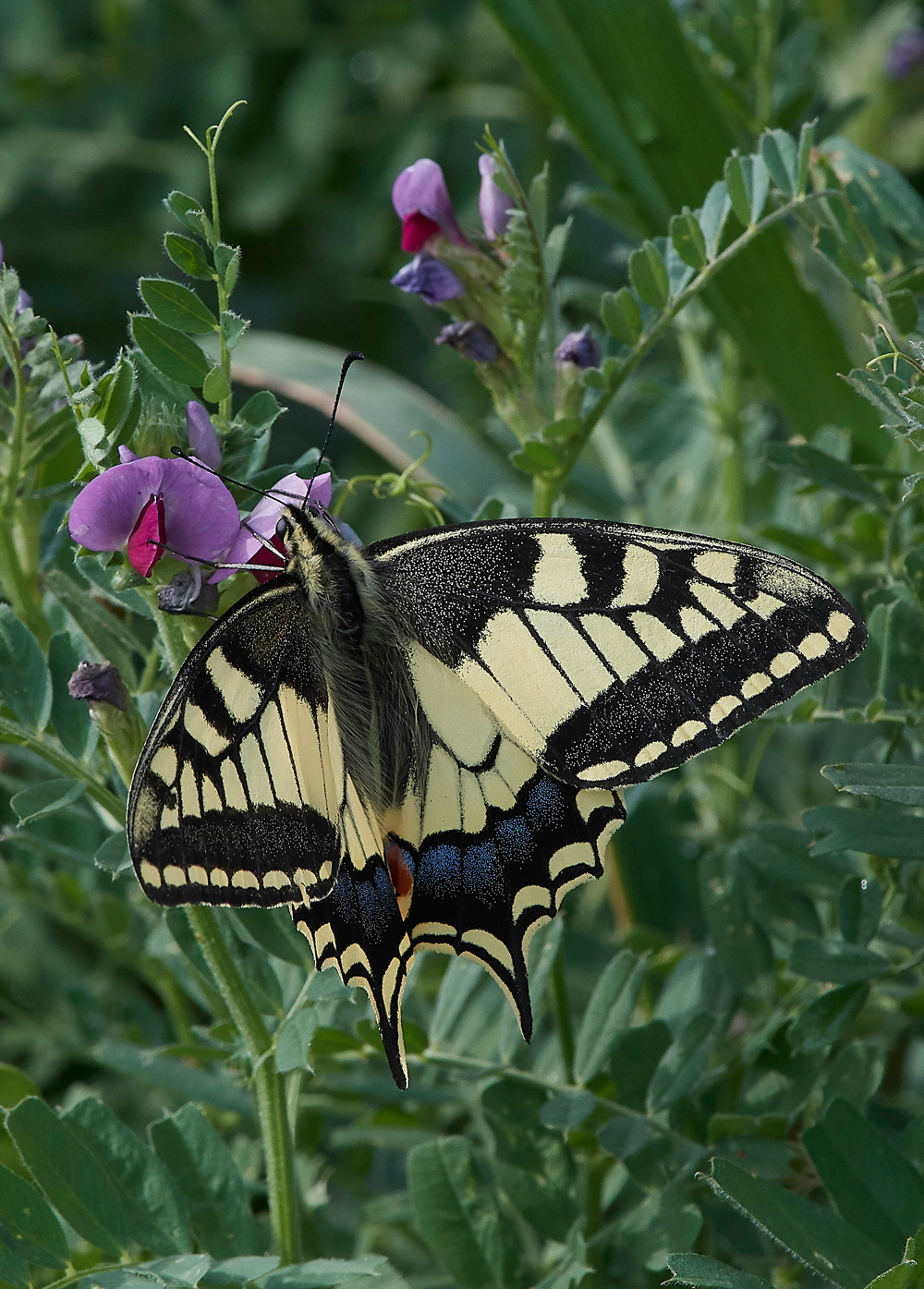 LachaniaSwallowtail0418-3