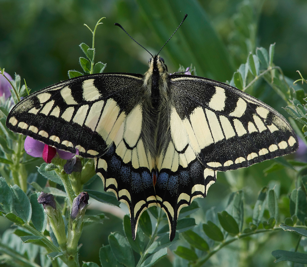 LachaniaSwallowtail0418-4