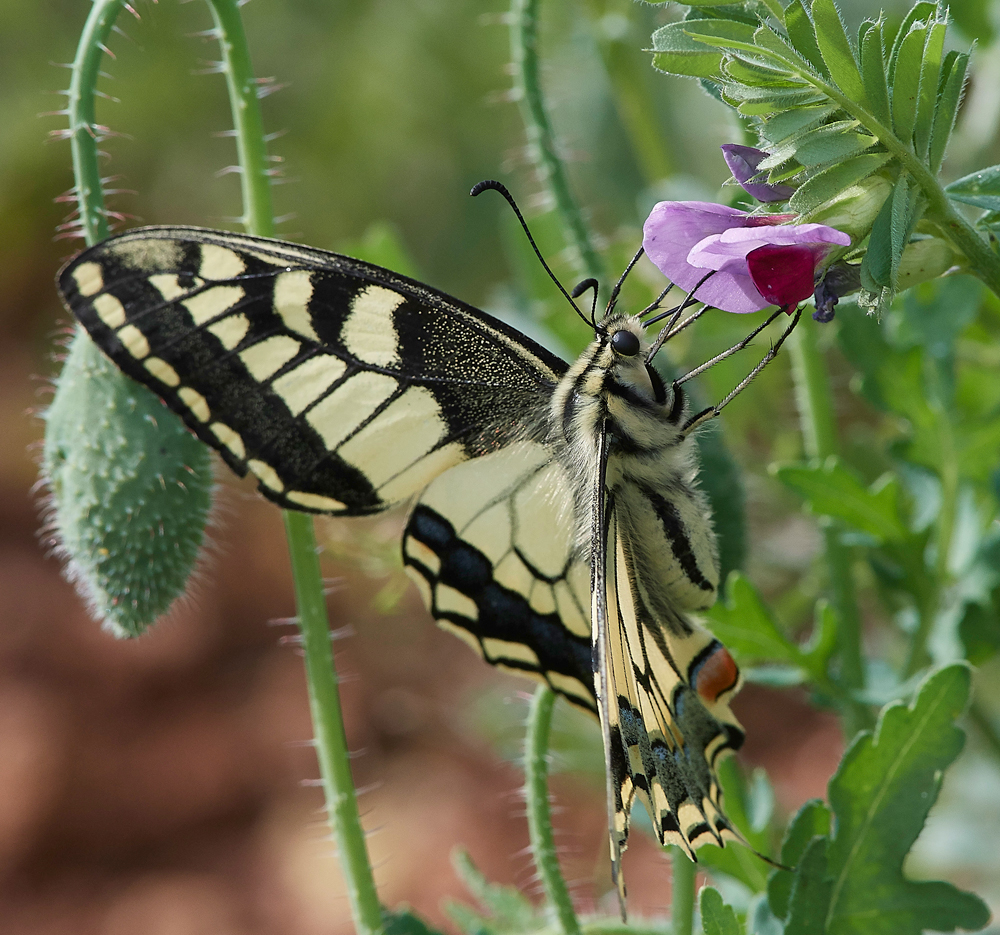 LachaniaSwallowtail0418-5