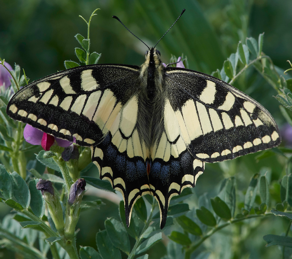 LachaniaSwallowtail0418-6