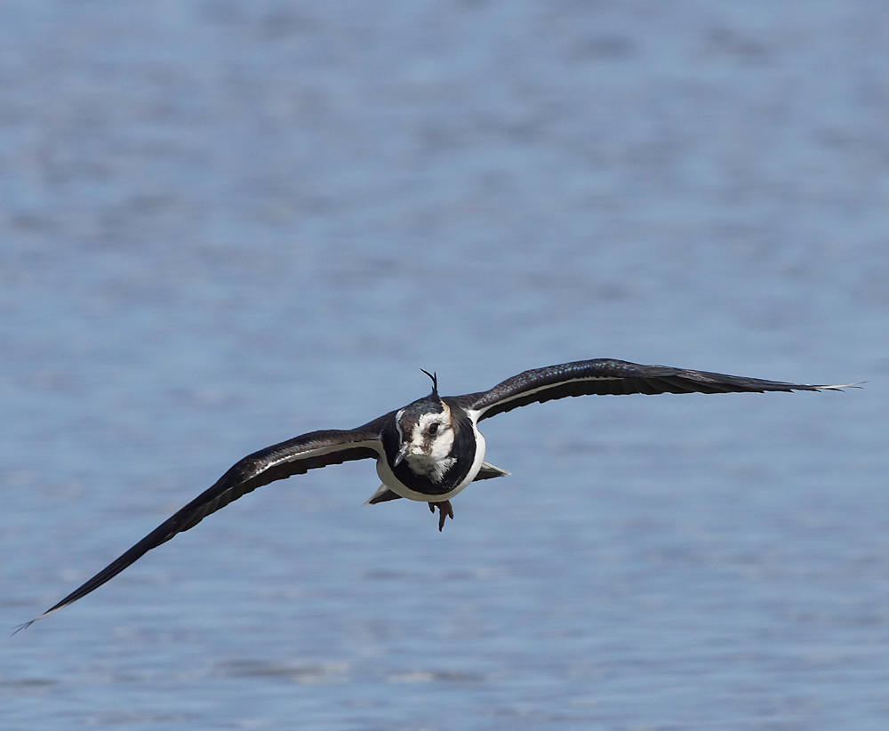 Lapwing290318-1