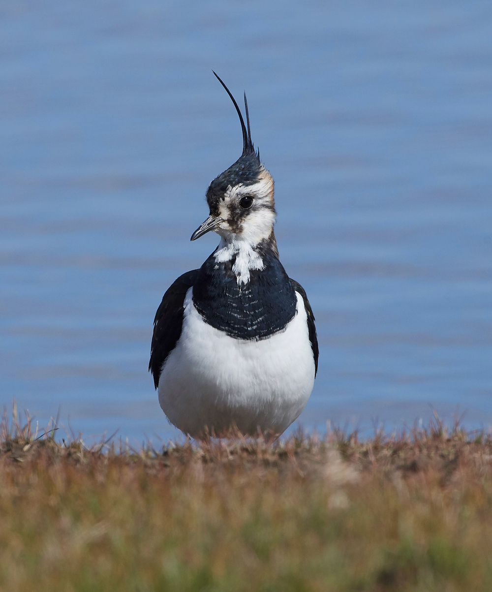 Lapwing290318-2