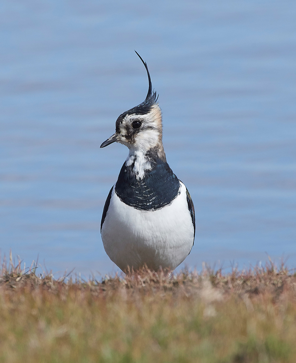 Lapwing290318-3