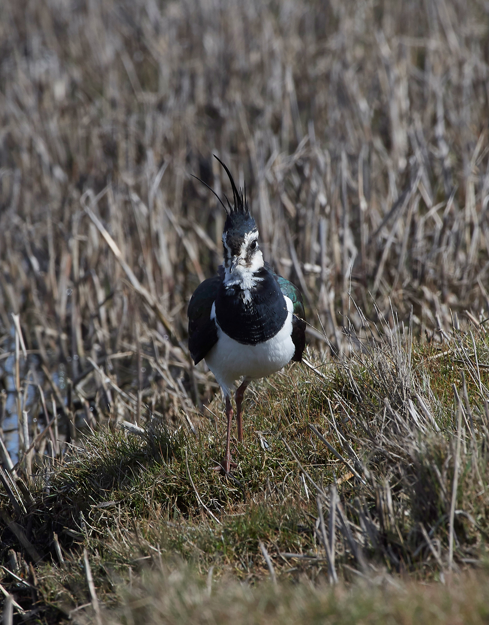 Lapwing290318-4