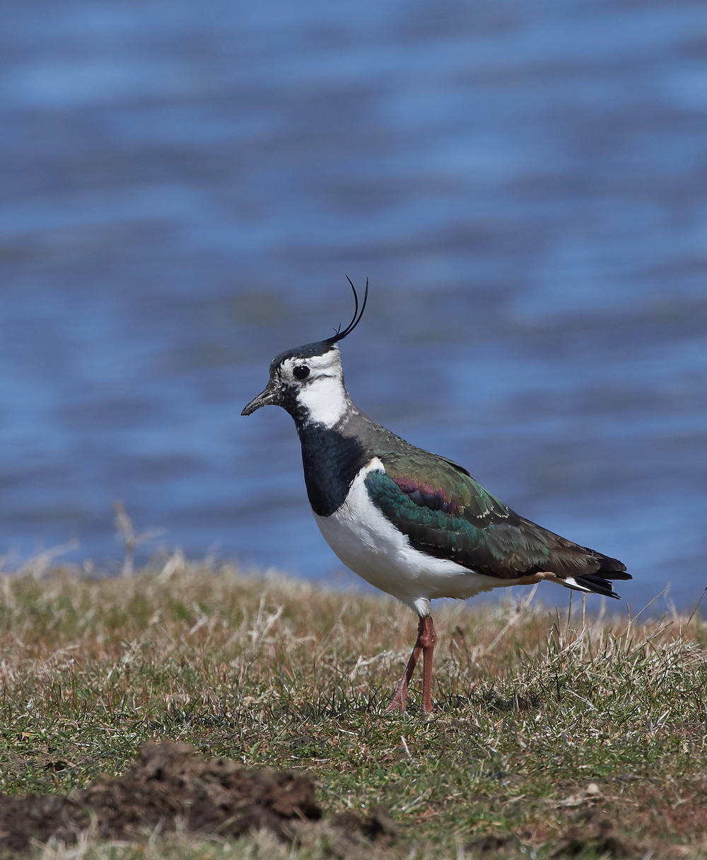 Lapwing290318-5