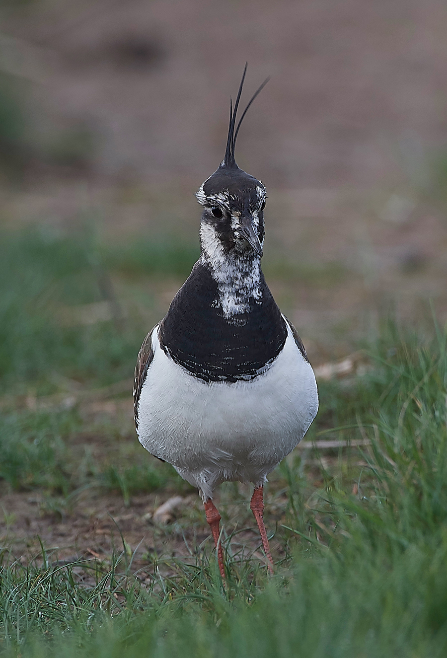 LapwingCLey250418-1