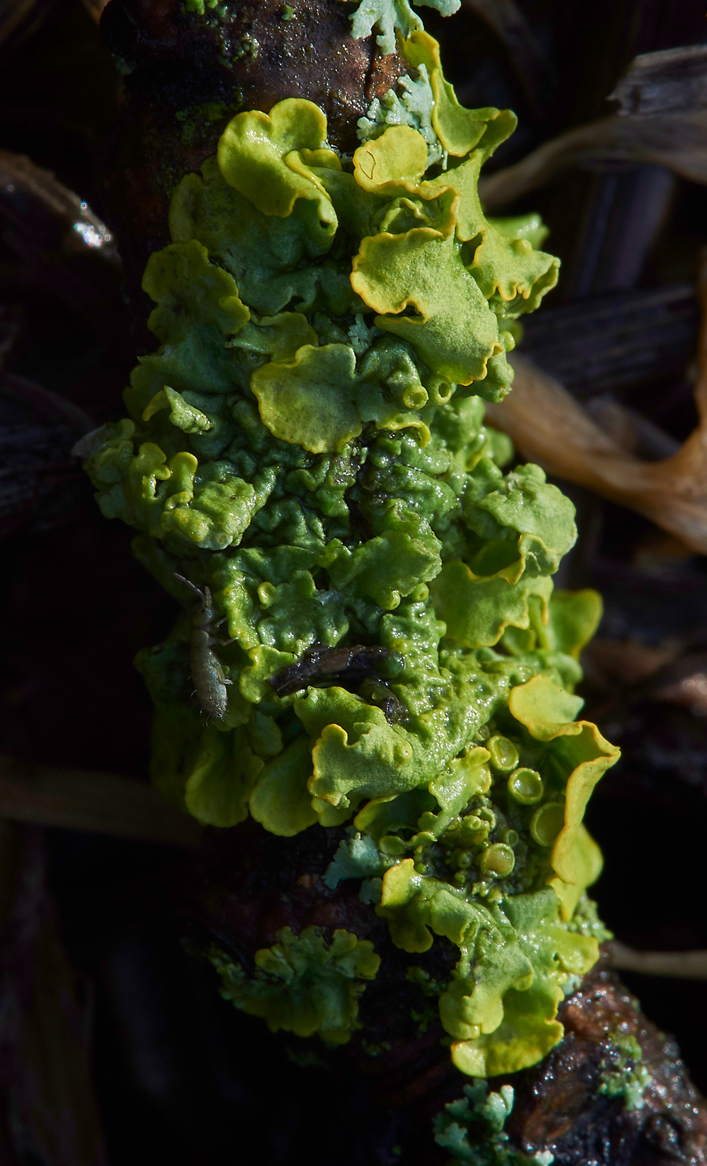 Lichen010118-1