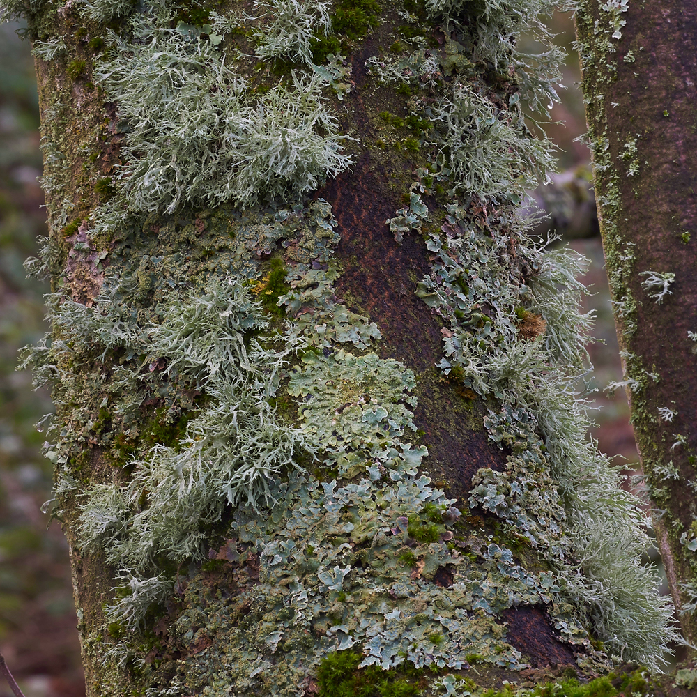 Lichen120171-1