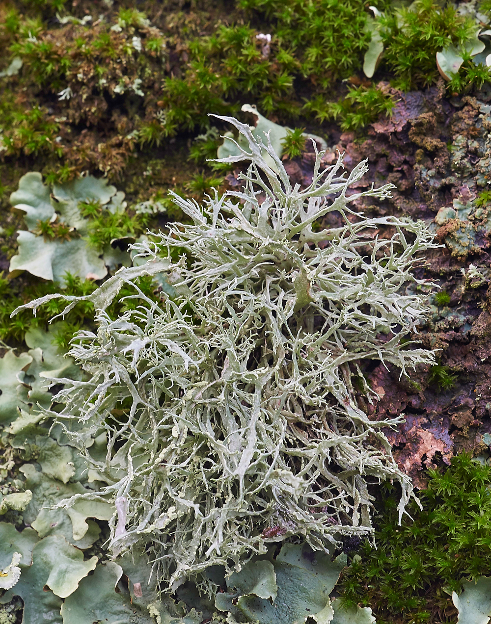 Lichen120171-1b