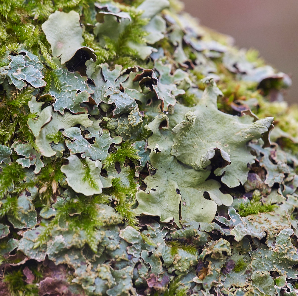 Lichen120171-2