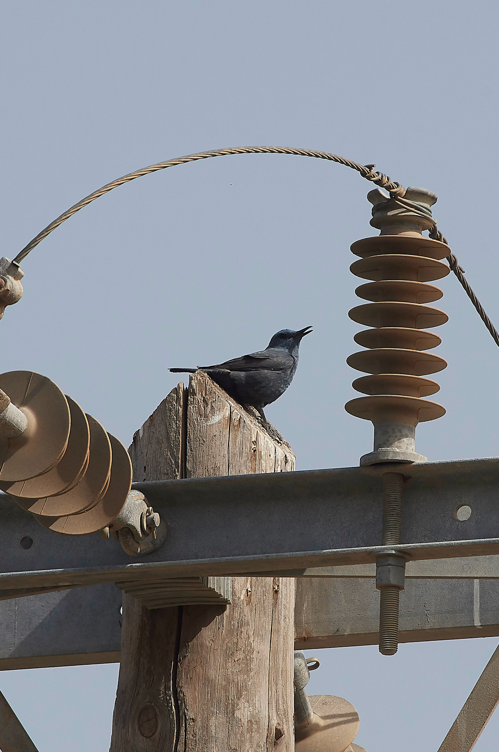 LindosBlueRockThrush0418-1