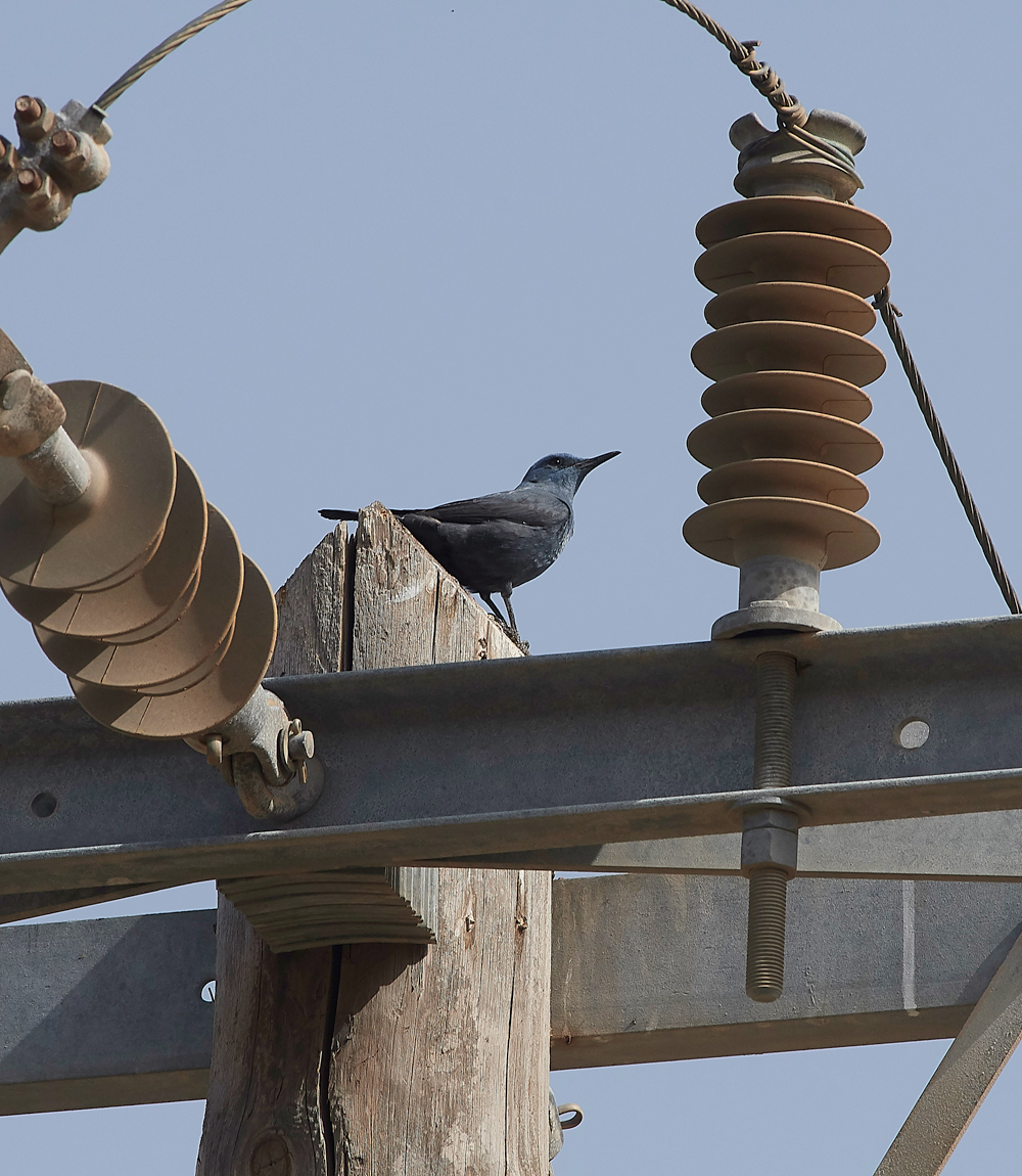 LindosBlueRockThrush0418-2