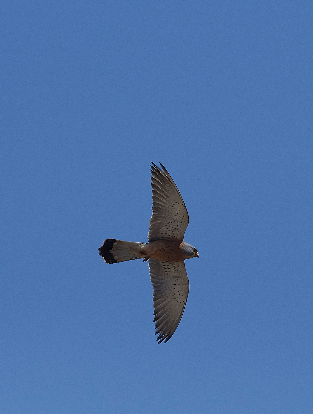 LindosLesserKestrel0418-12