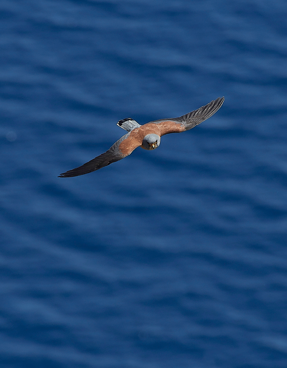 LindosLesserKestrel0418-14