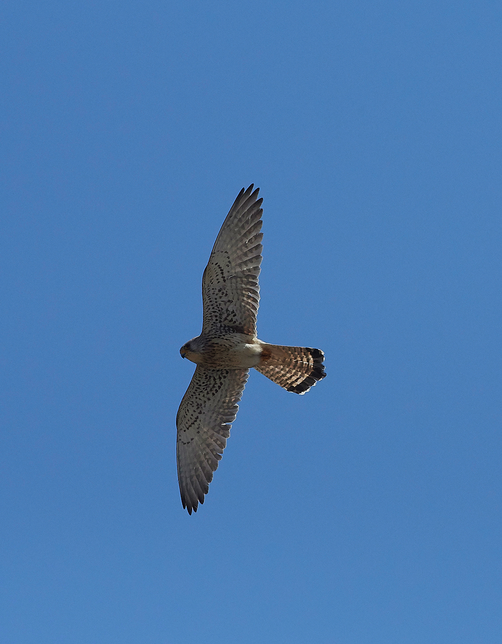 LindosLesserKestrel0418-15