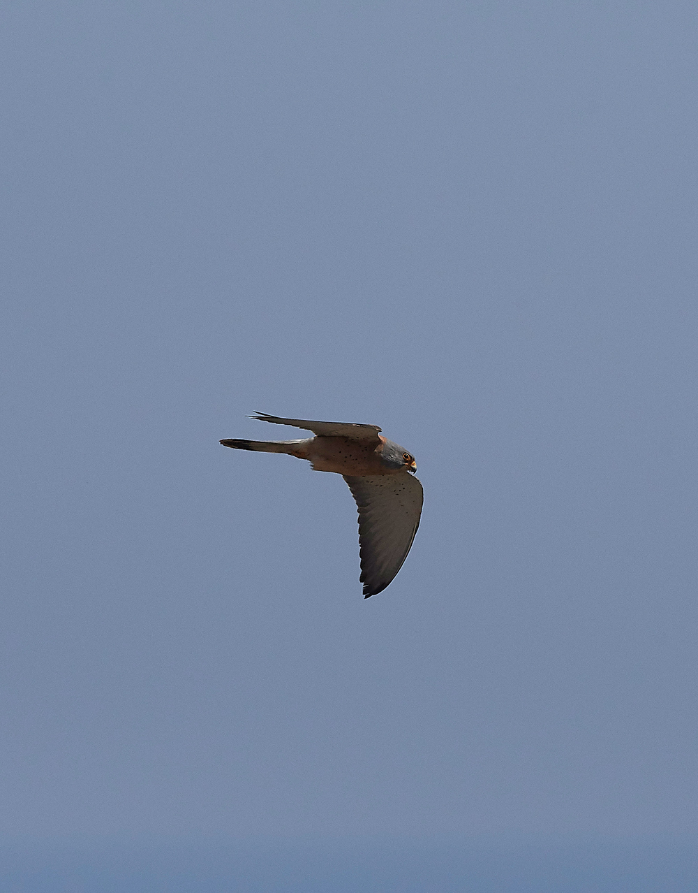 LindosLesserKestrel0418-17