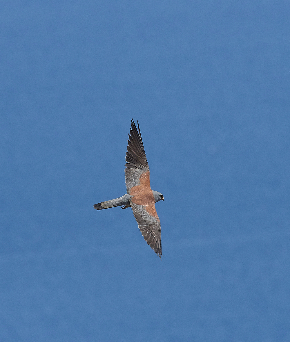 LindosLesserKestrel0418-18