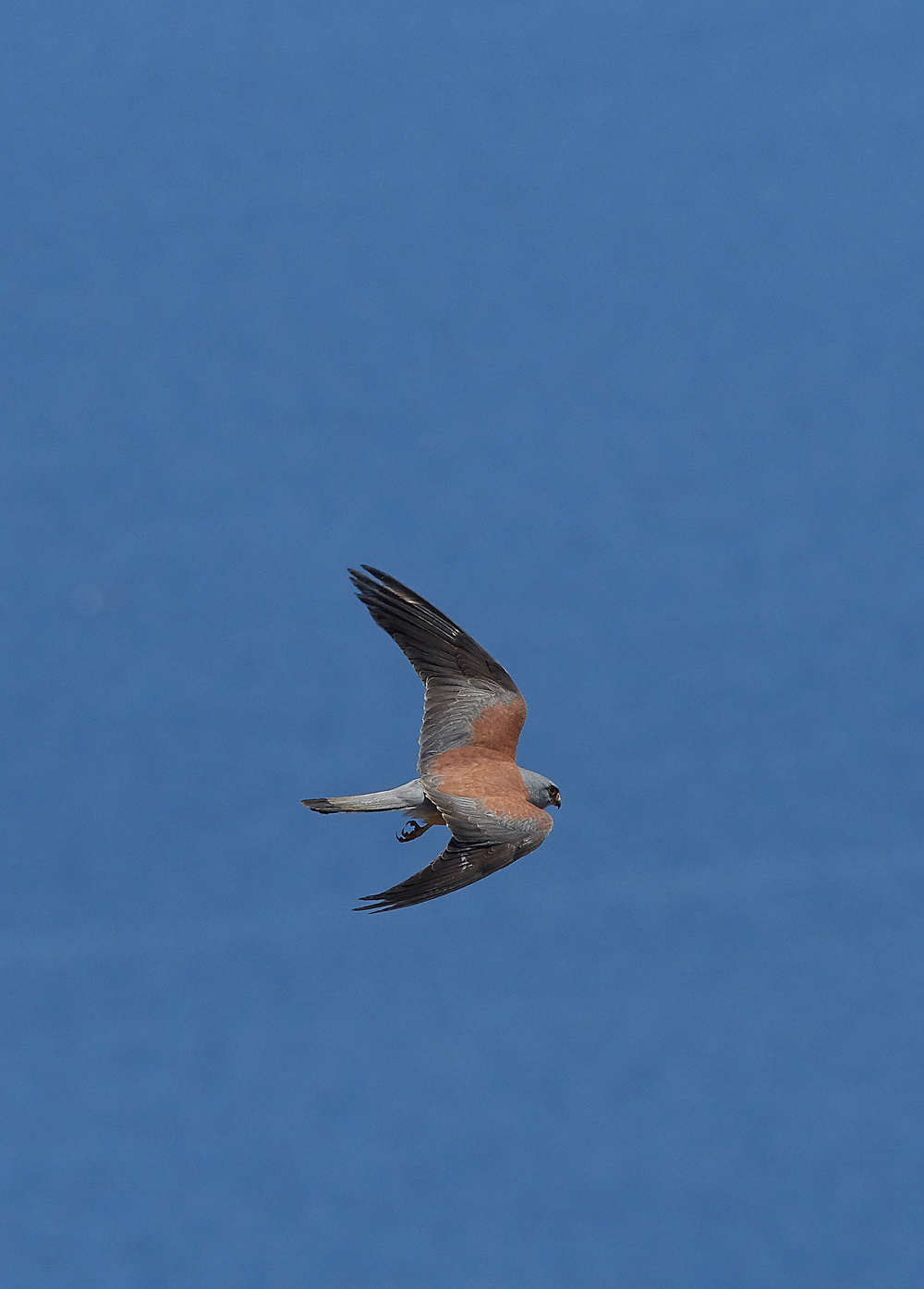 LindosLesserKestrel0418-19