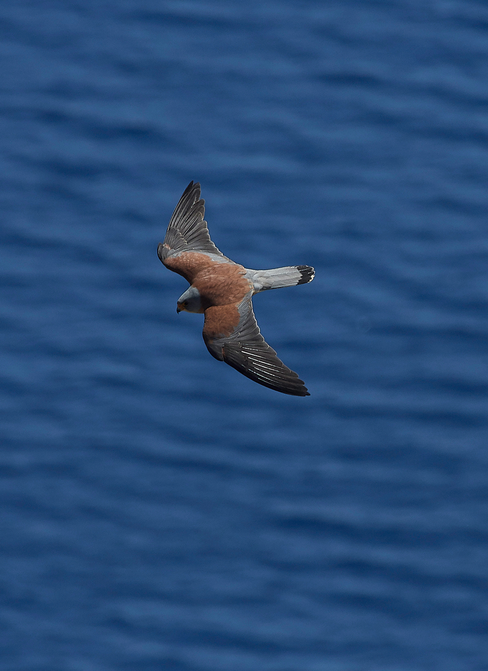 LindosLesserKestrel0418-2