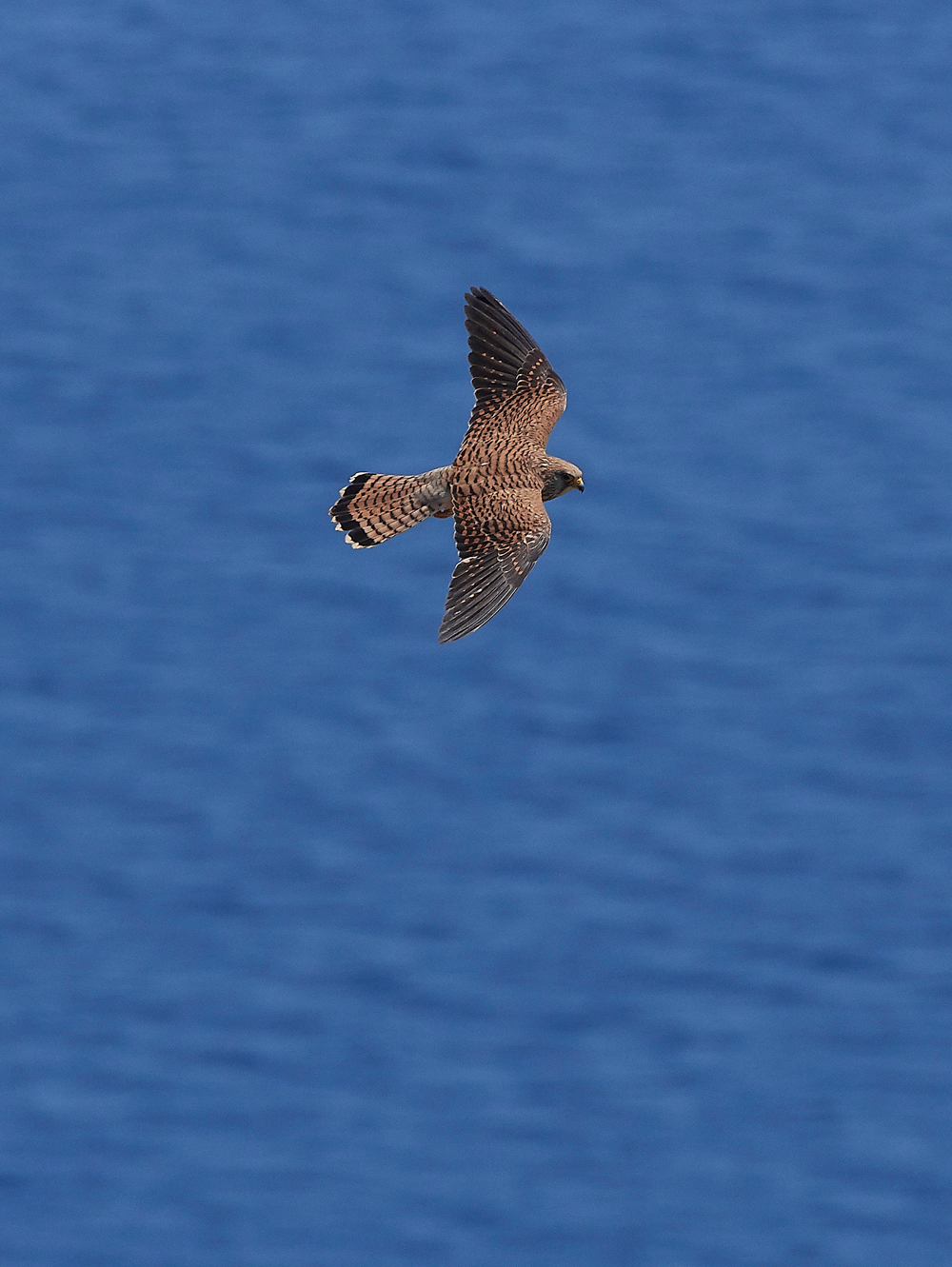 LindosLesserKestrel0418-9