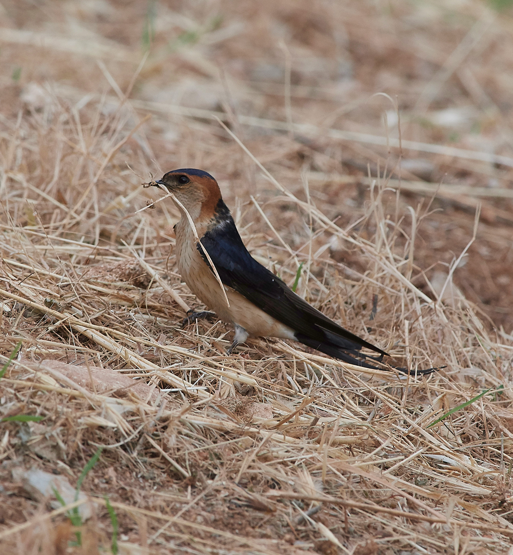 LindosRedRumpedSwallow0418-2