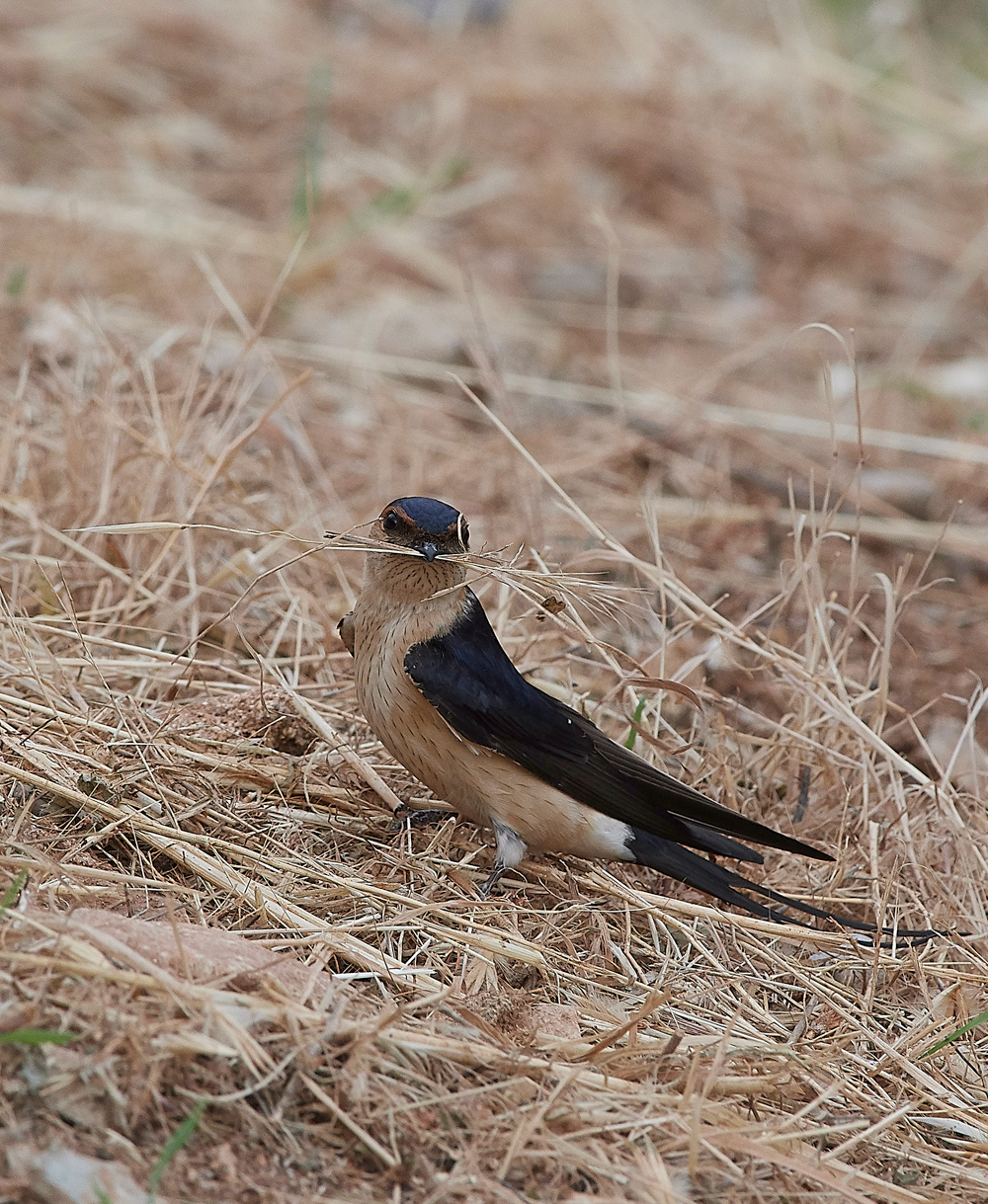 LindosRedRumpedSwallow0418-3