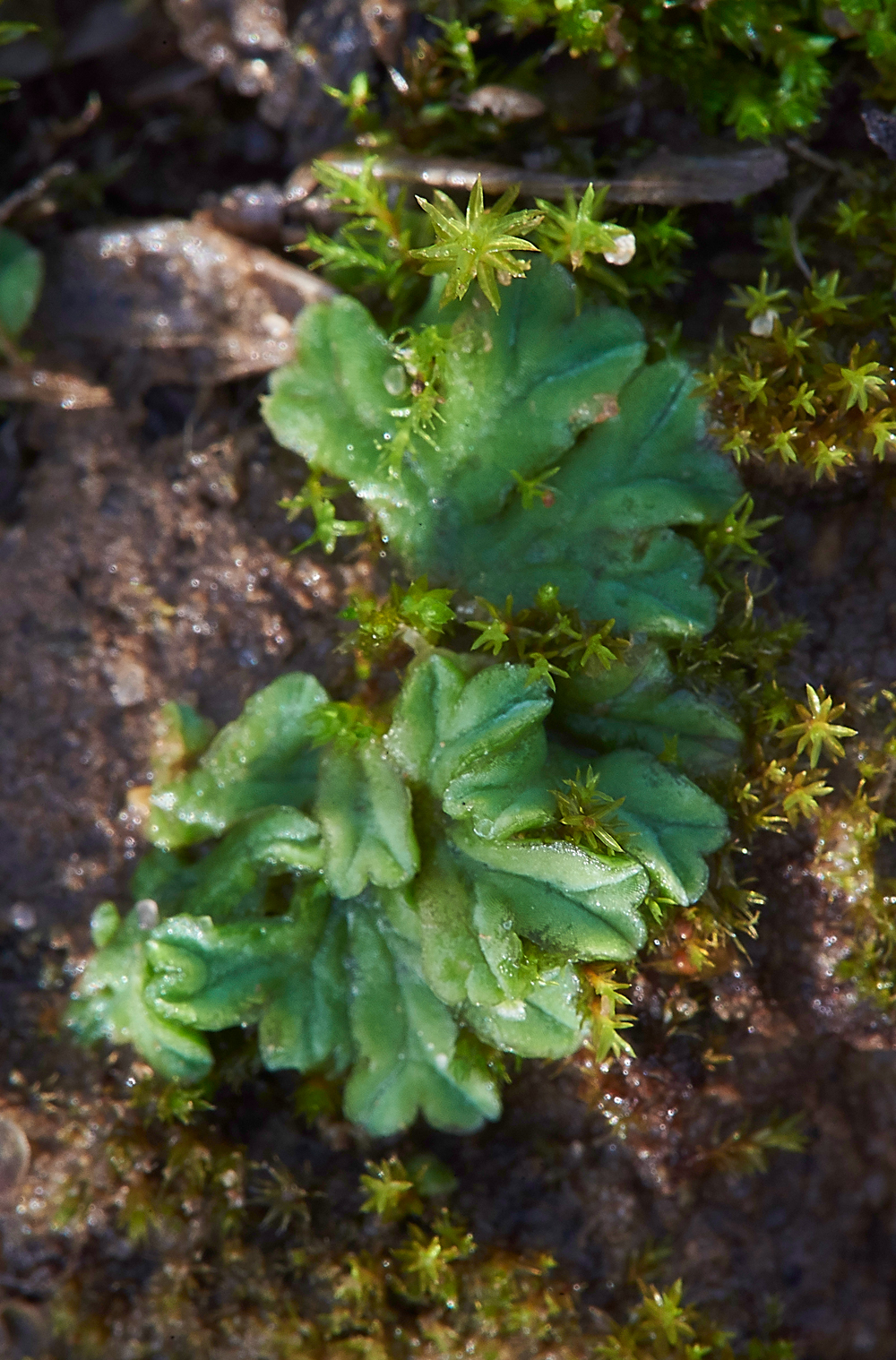 Liverwort010118-1